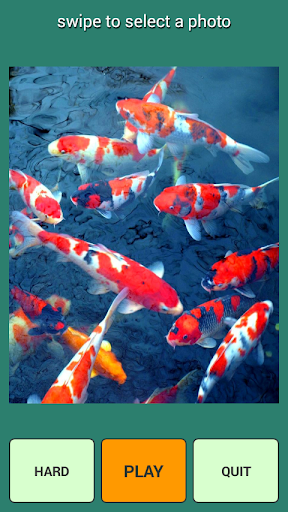 Koi Puzzle