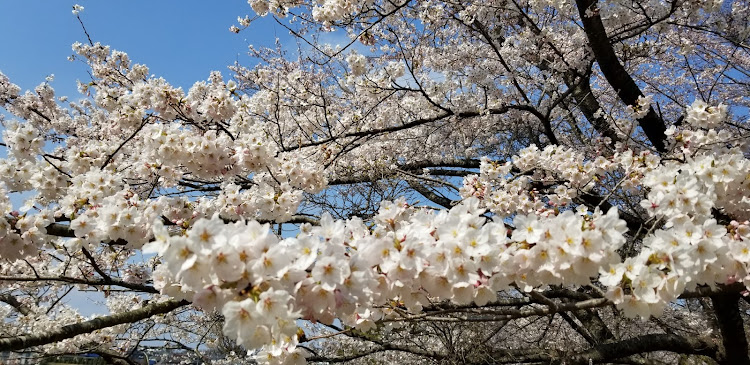 コルベット クーペの点検入庫・C6コルベット・C7コルベット・桜・gtウイングに関するカスタム事例の投稿画像8枚目