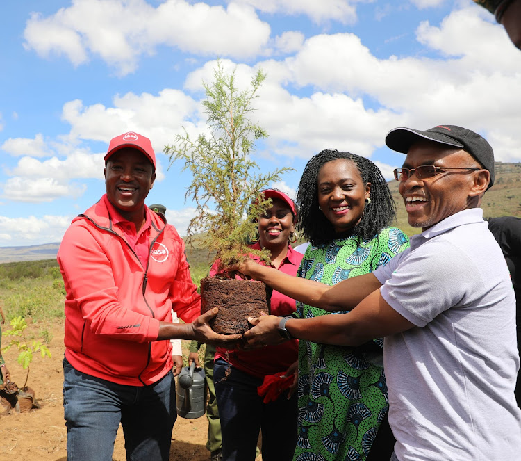 Absa bank interim CEO Yusuf Omari, Forestry CS Soipan Tuya and Safaricom CEO Peter Ndegwa lifts a tree they planted together at Kijabe block of Kinale forest.