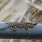 Kenya Dwarf Gecko