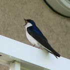 Tree Swallow