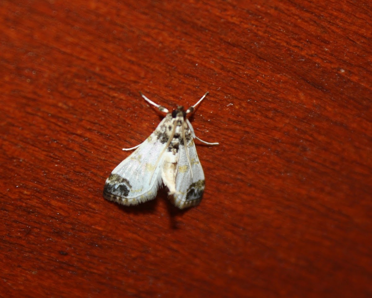 Crambid Moth