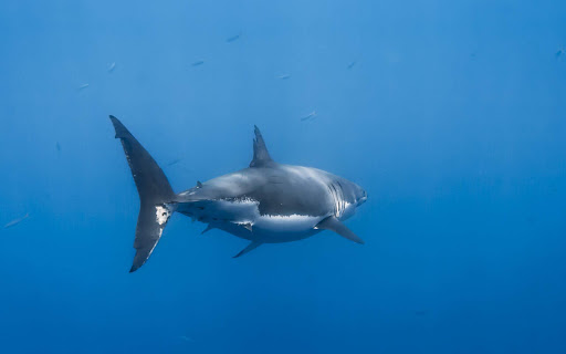Majestic Shark Gliding Through Deep Blue screenshot 2
