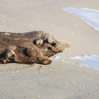 Maiale sulla spiaggia di 