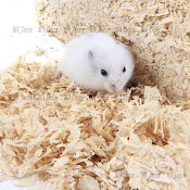 Mùn Cưa 1Kg Lót Chuồng Hamster