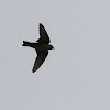 Eurasian crag martin