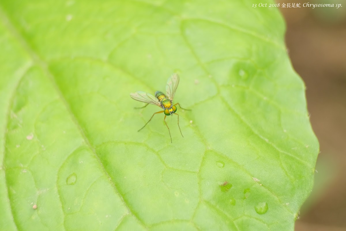 Chrysosoma sp. 金長足虻