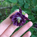 Columbine