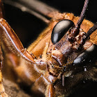 Ichneumon Wasp