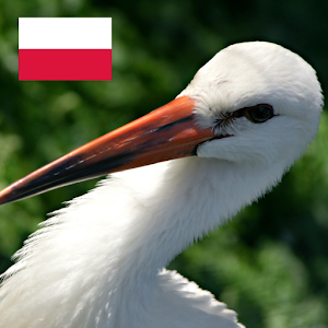 Polish Birds Free.apk 2.6.1