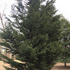 leyland cypress