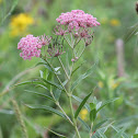 swamp milkweed