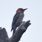 Red-bellied woodpecker