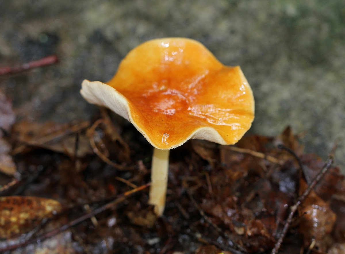 Orange-yellow Marasmius