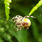 Four-spot orb-weaver