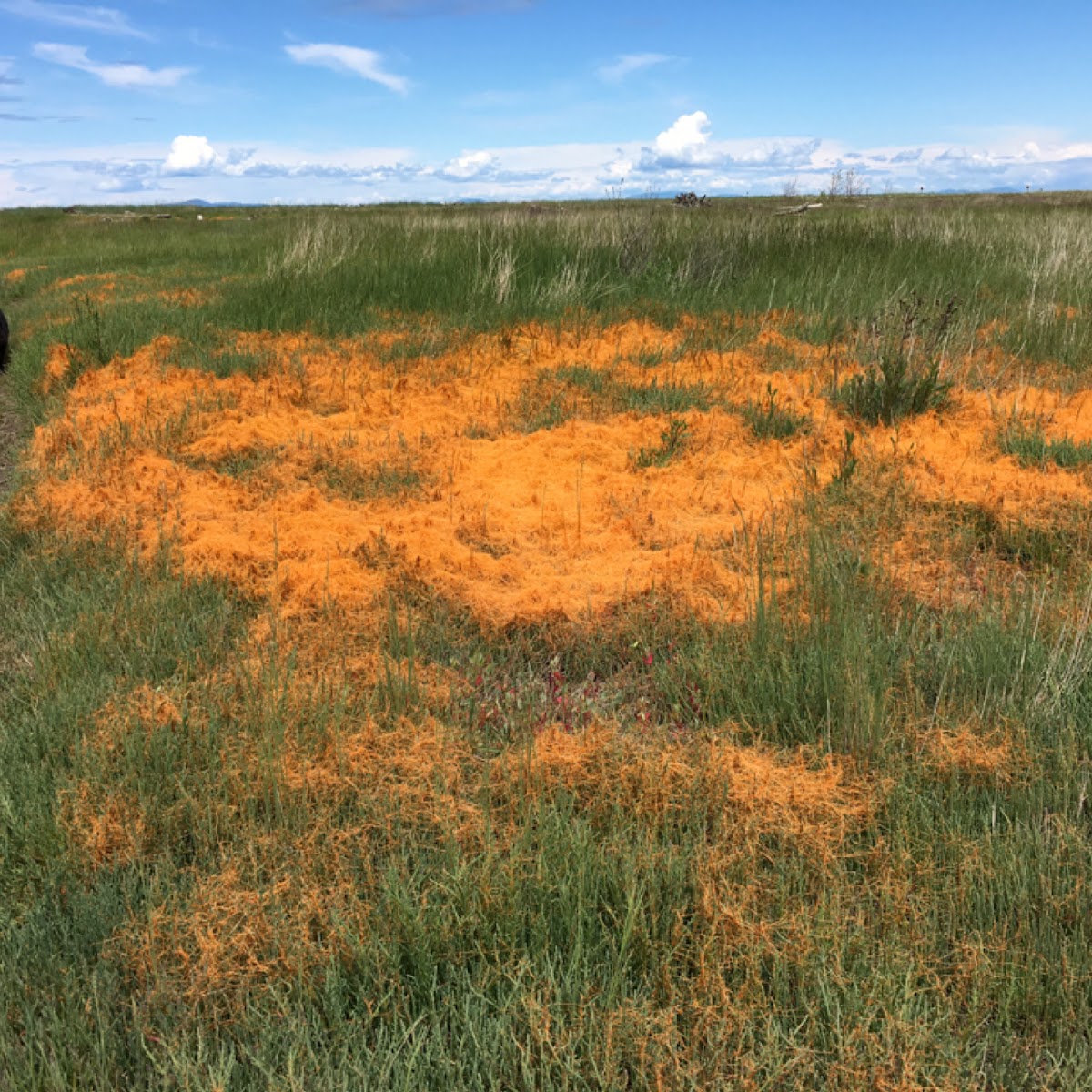 dodder sp.