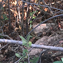 Plains Garter Snake