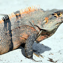 Black Spiny-tailed Iguana