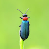 Blister Beetle