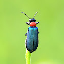 Blister Beetle