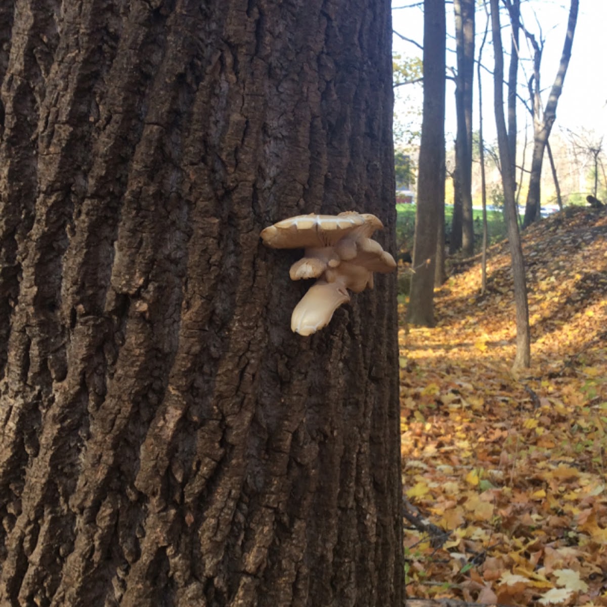 Unknown fungi