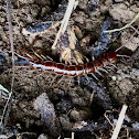 Centipede