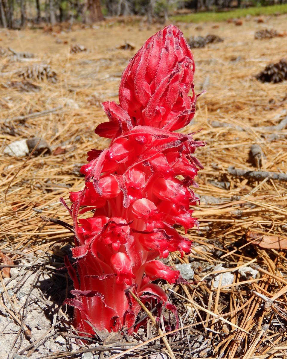 Snow Plant