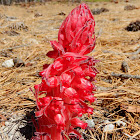 Snow Plant