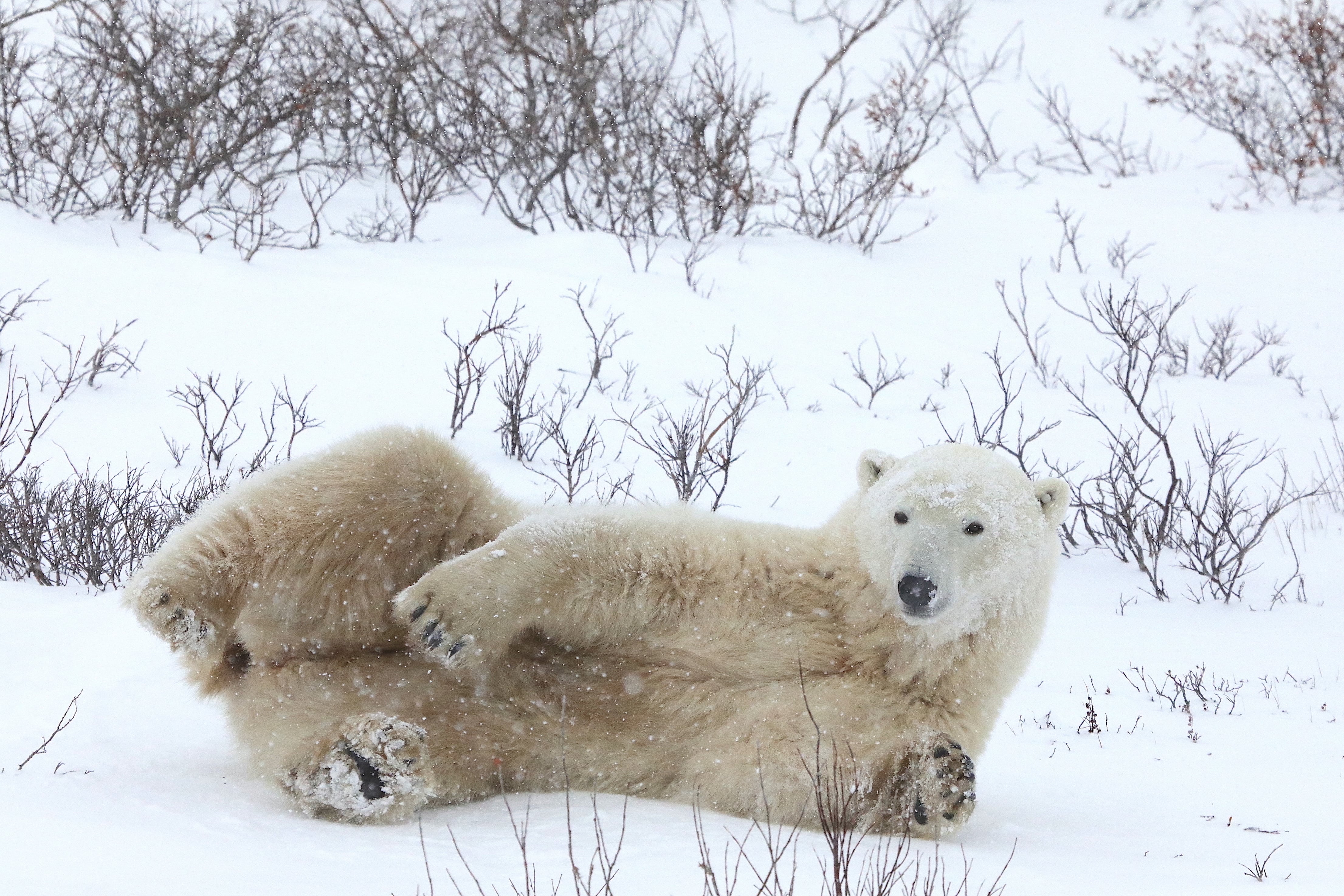 L'orso di eddieyankee