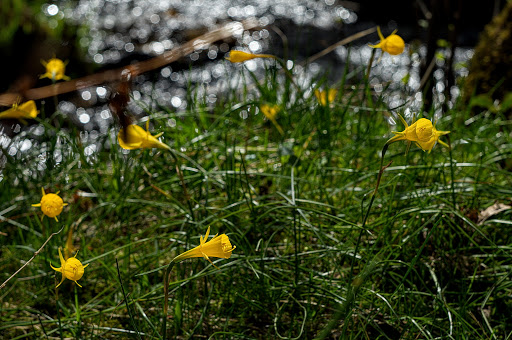 Narcissus bulbocodium