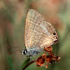 Mariposa (Peablue)