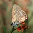 Mariposa (Peablue)