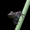 Raorchestes kadalarensis Kadalar Bush Frog