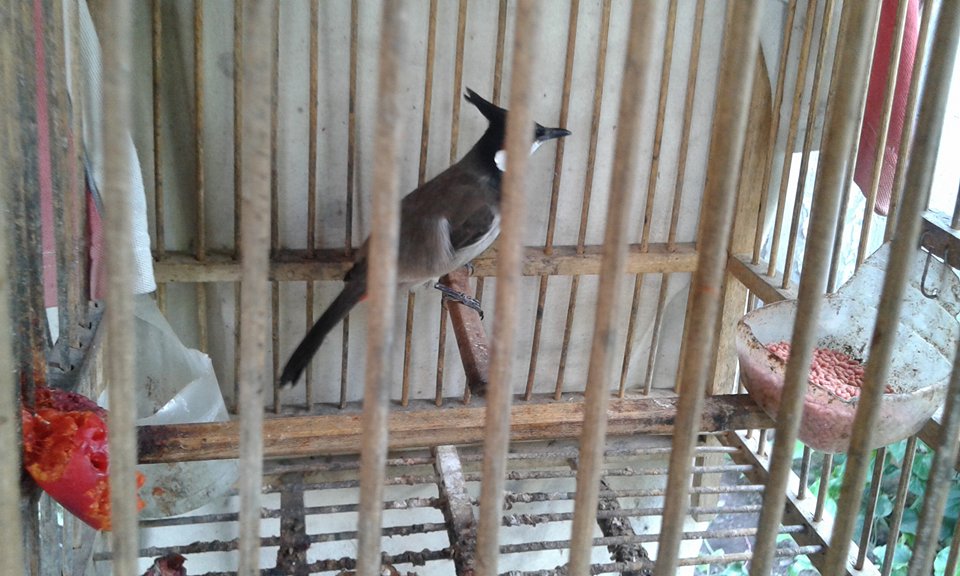 Red-whiskered bulbul