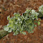 Perforated Ruffle /Parmotrema Lichen