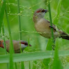 Crimson-rumped Waxbill