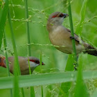 Crimson-rumped Waxbill