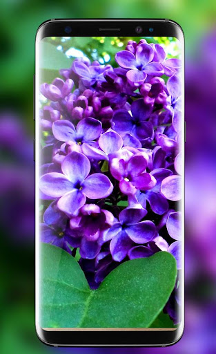 Lilac Live Wallpapers Free - HD Flower Wallpaper
