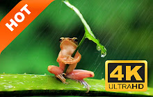 Frog New Tab Page HD Animals Themes small promo image