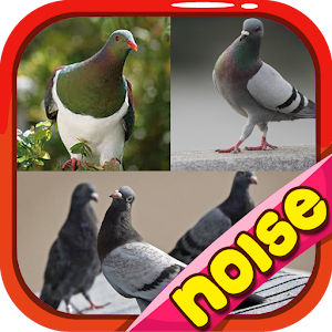 Download Pigeon Birds Chirping For PC Windows and Mac