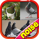 Download Pigeon Birds Chirping For PC Windows and Mac 1.0