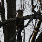 Anhinga