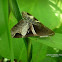 Fasciolated Melipotis Moth/ Bewitching Melipotis