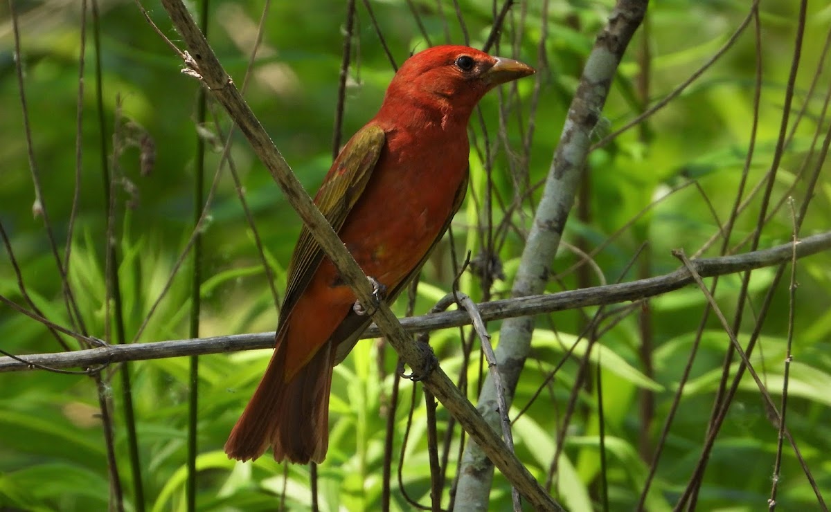 Summer tanager