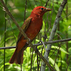 Summer tanager