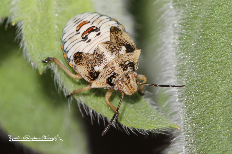 Stink Bug nymph