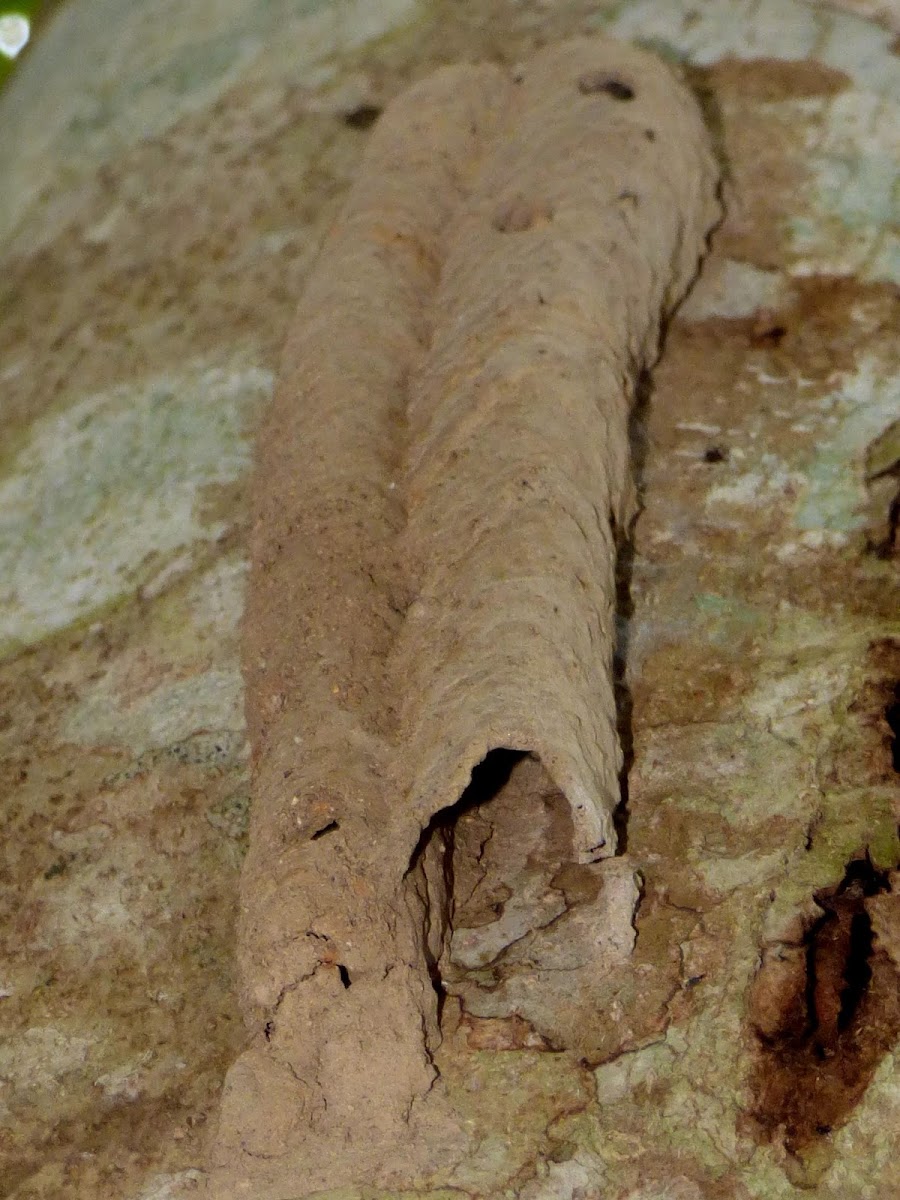 Mud Dauber Wasp Nest