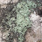 Dirinaria Lichen