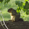 Fox Squirrel