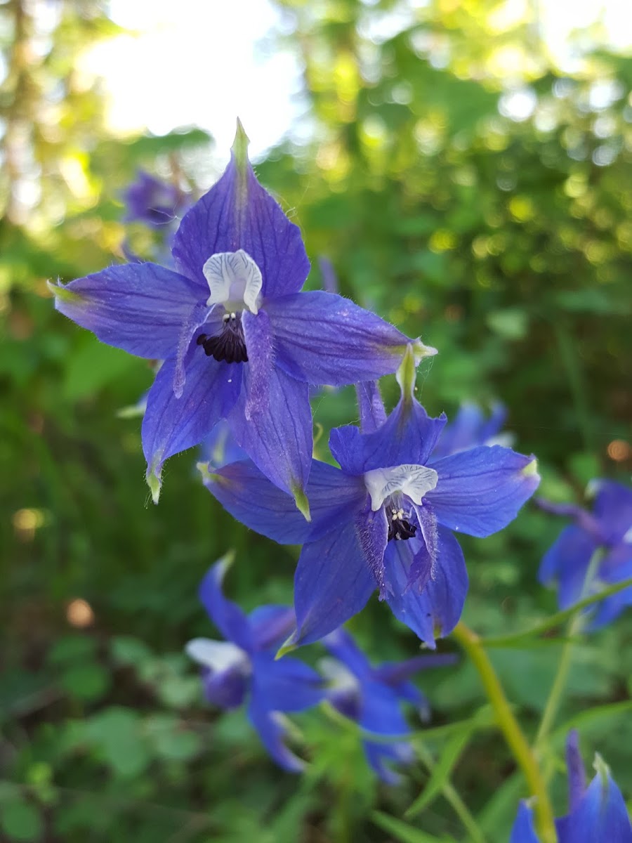 Larkspur Flower